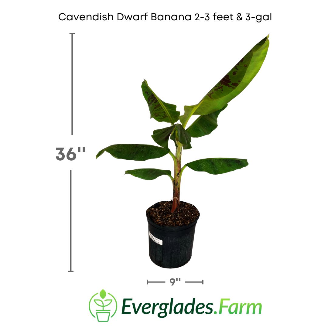 Cavendish Dwarf Banana Plant