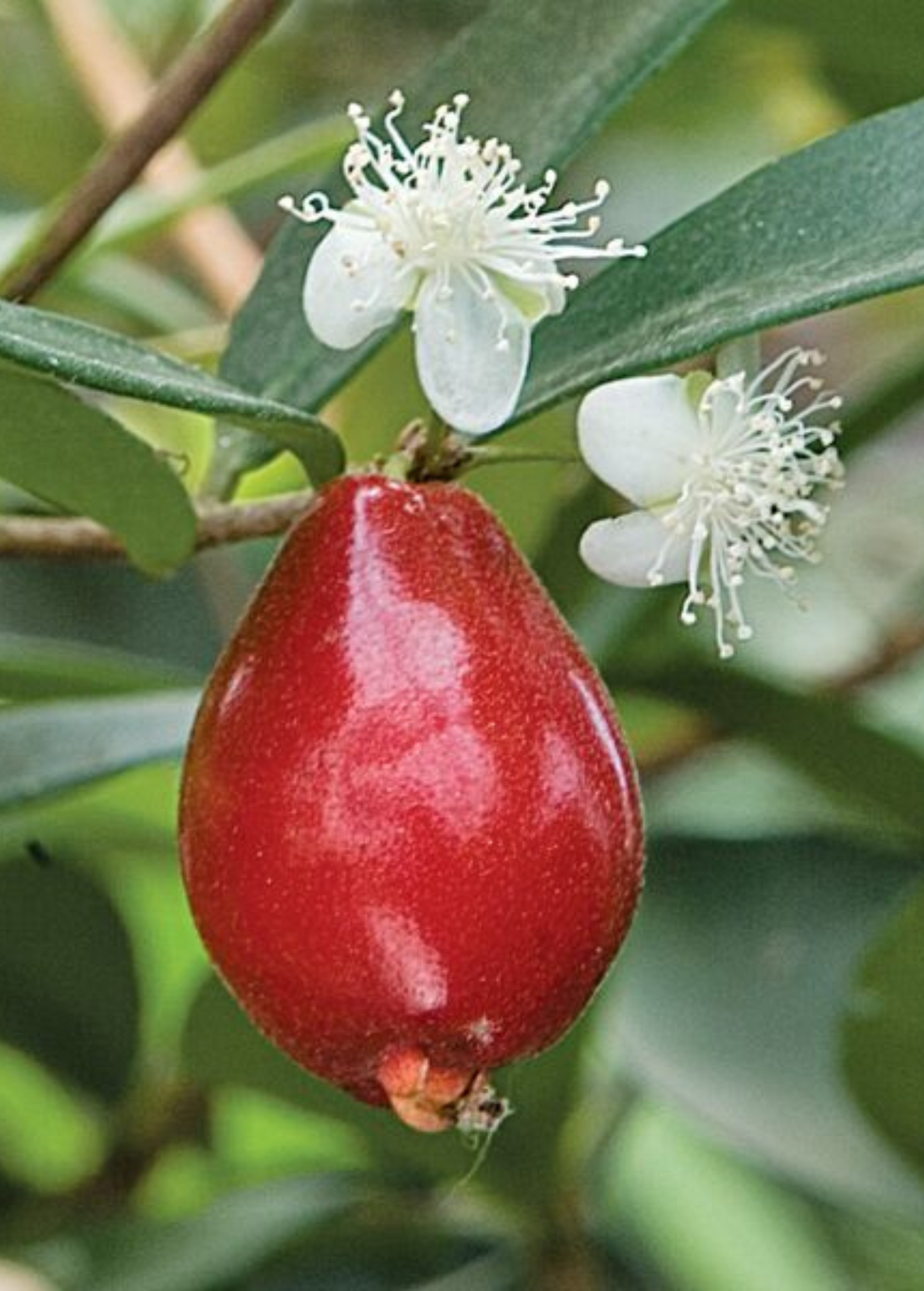 Cedar Bay Cherry fruit on white flowers on tropical fruit tree Eugenia reinwardtiana Sow Exotic on Tampa Home & Garden Store