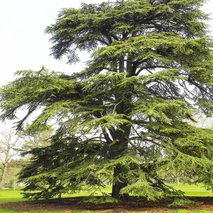 Cedrus Libani - 15 Seeds - Cedar of Lebanon Needled Evergreen Drought Tolerant Landscape Outdoor - Tampa Home & Garden Store