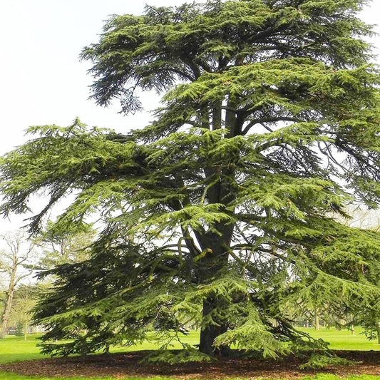 Cedrus Libani - 15 Seeds - Cedar of Lebanon Needled Evergreen Drought Tolerant Landscape Outdoor - Tampa Home & Garden Store