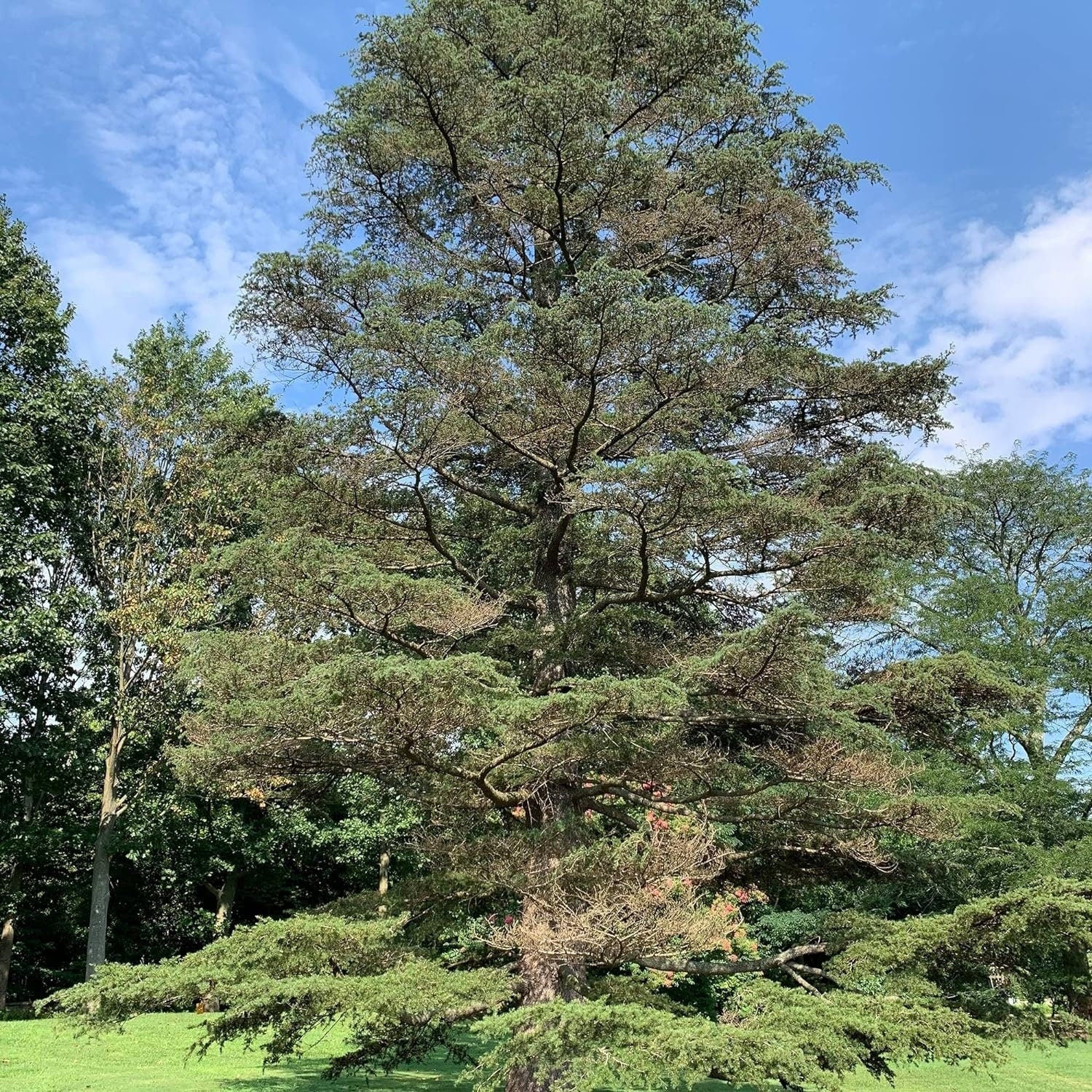 Cedrus Libani - 15 Seeds - Cedar of Lebanon Needled Evergreen Drought Tolerant Landscape Outdoor - Tampa Home & Garden Store