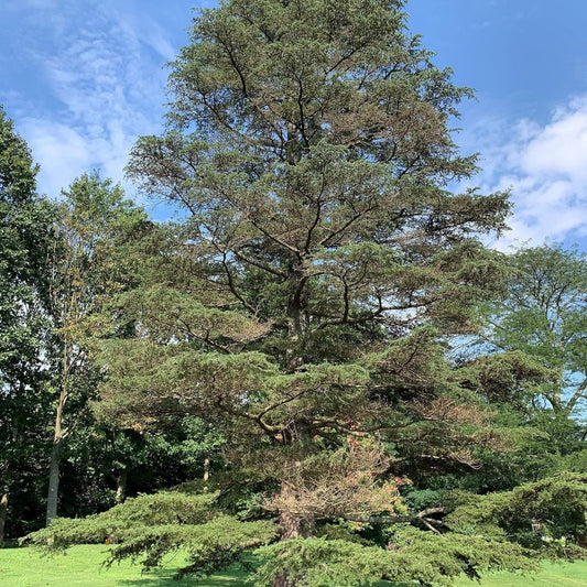 Cedrus Libani - 15 Seeds - Cedar of Lebanon Needled Evergreen Drought Tolerant Landscape Outdoor - Tampa Home & Garden Store