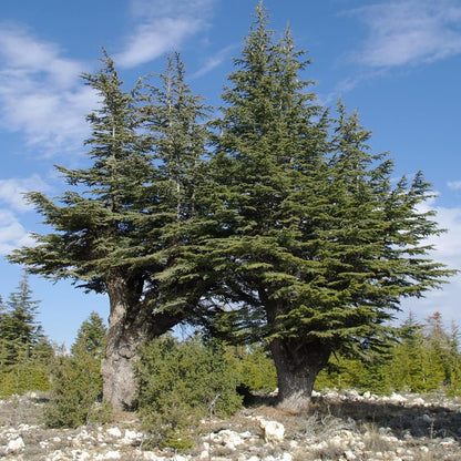 Cedrus Libani - 15 Seeds - Cedar of Lebanon Needled Evergreen Drought Tolerant Landscape Outdoor - Tampa Home & Garden Store