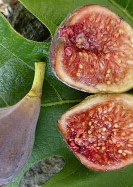 Celeste Fig - Tampa Home & Garden Store