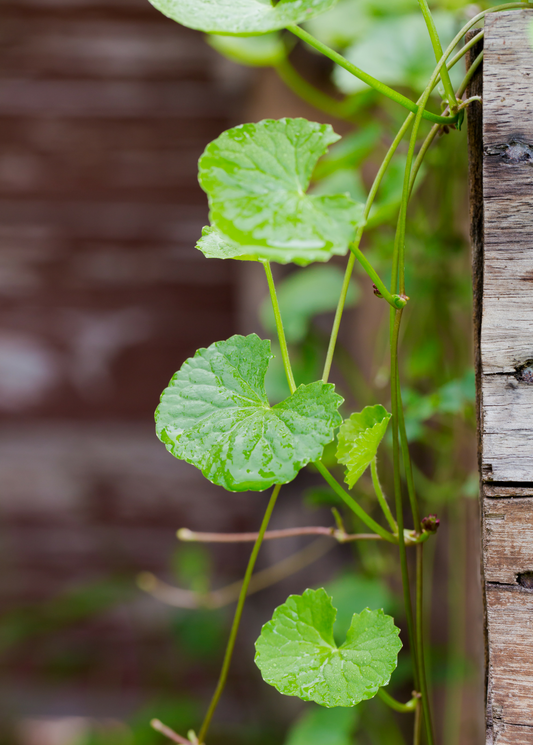 Gotu Kola herb Centella asiatica from Sow Exotic bright green creeping leaves on trellis on Tampa Home & Garden Store