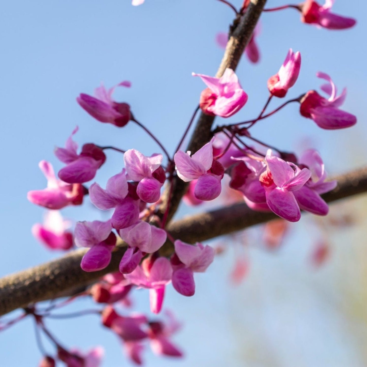 Flame Thrower Redbud Tree pink blossoms on a slender branch against blue sky on Tampa Home & Garden Store