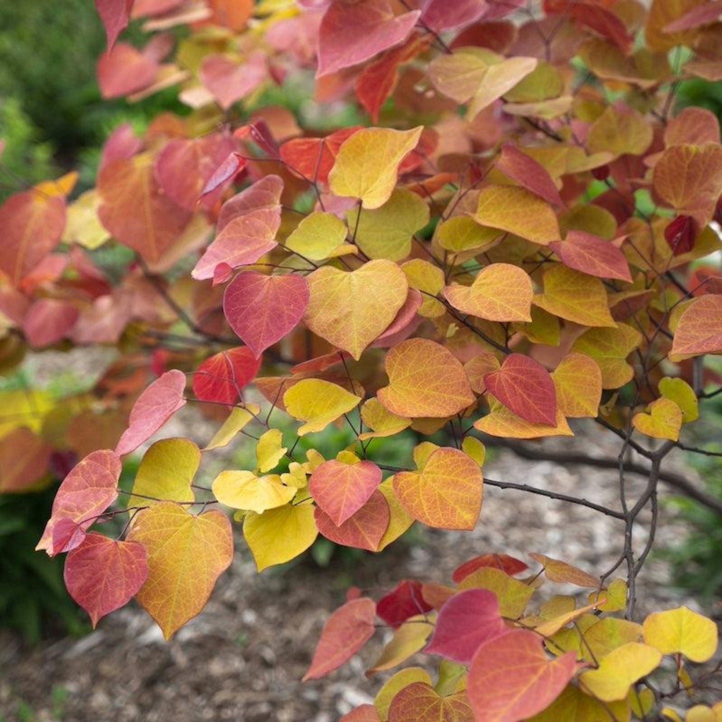 Flame Thrower® Redbud Tree plant with red, orange, yellow autumn leaves on branches on Tampa Home & Garden Store