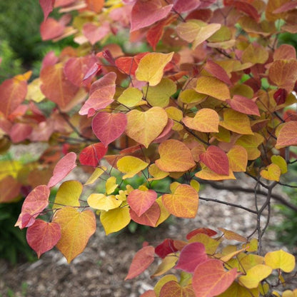 Flame Thrower® Redbud Tree plant with red, orange, yellow autumn leaves on branches on Tampa Home & Garden Store