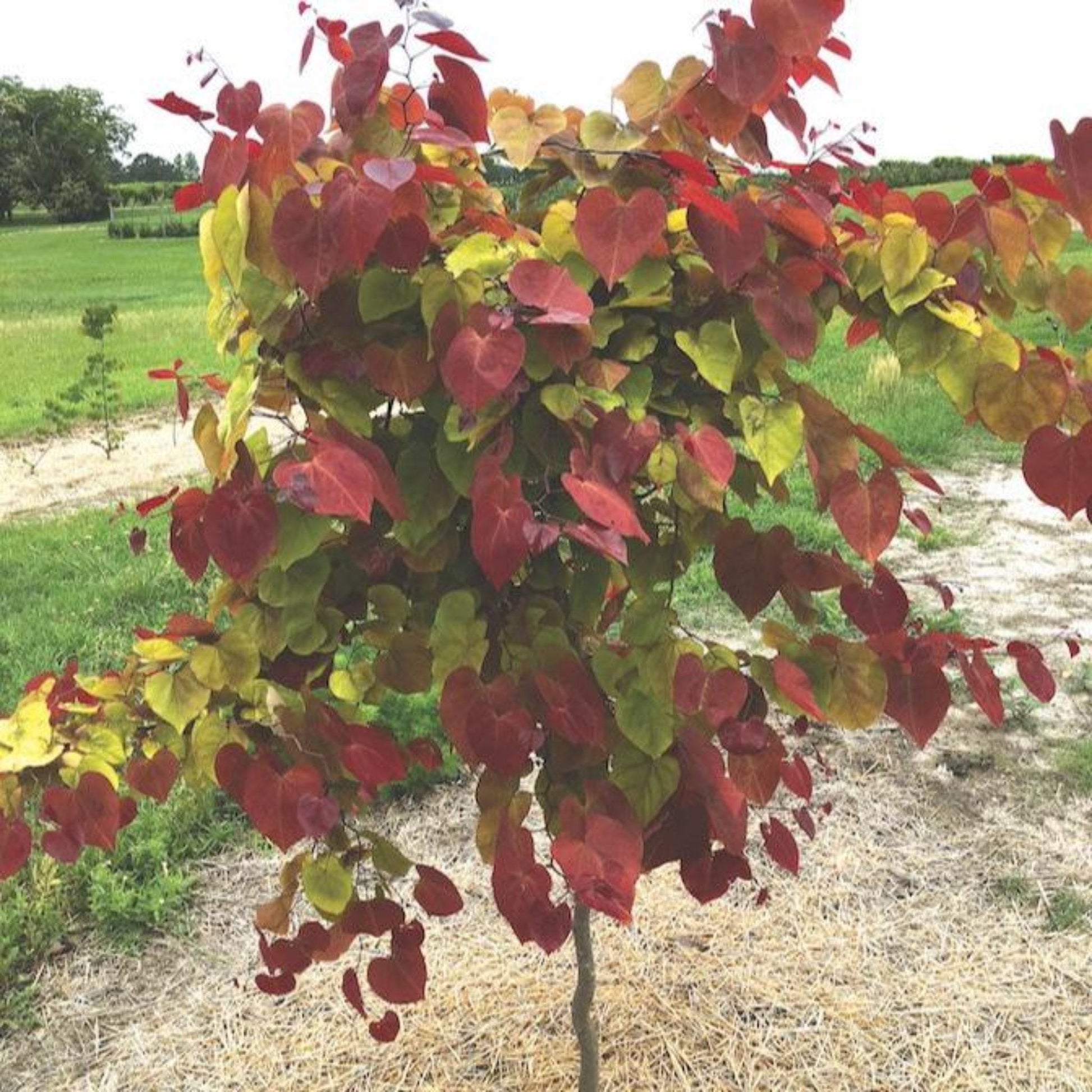 Flame Thrower Redbud Tree plant with burgundy-red leaves in a mulch bed on Tampa Home & Garden Store