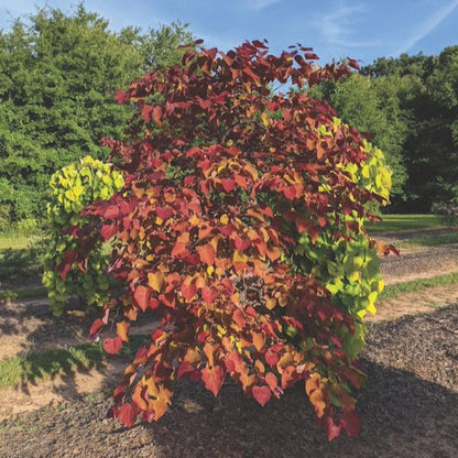 Flame Thrower® Redbud Tree plant with vivid red foliage accents, Live Good Logistics on Tampa Home & Garden Store