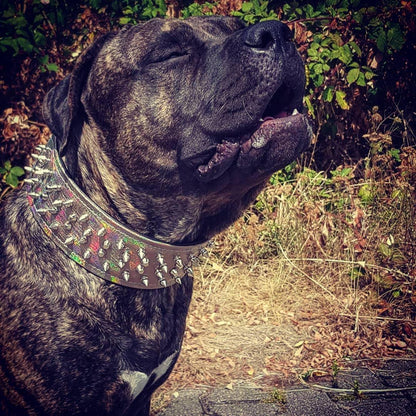 ''Chameleon'' LIMITED big dog collar - Tampa Home & Garden Store