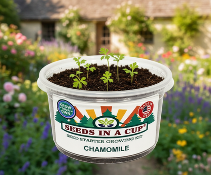 Chamomile Grow Kit - Tampa Home & Garden Store