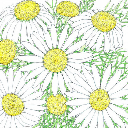 Chamomile Seeds (Organic) - Tampa Home & Garden Store