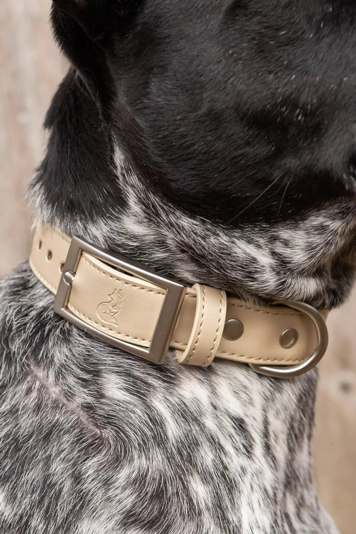 Champagne Fizz Vegan Leather Dog Collar - Tampa Home & Garden Store
