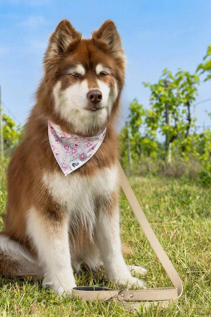 Champagne Fizz Vegan Leather Dog Collar - Tampa Home & Garden Store