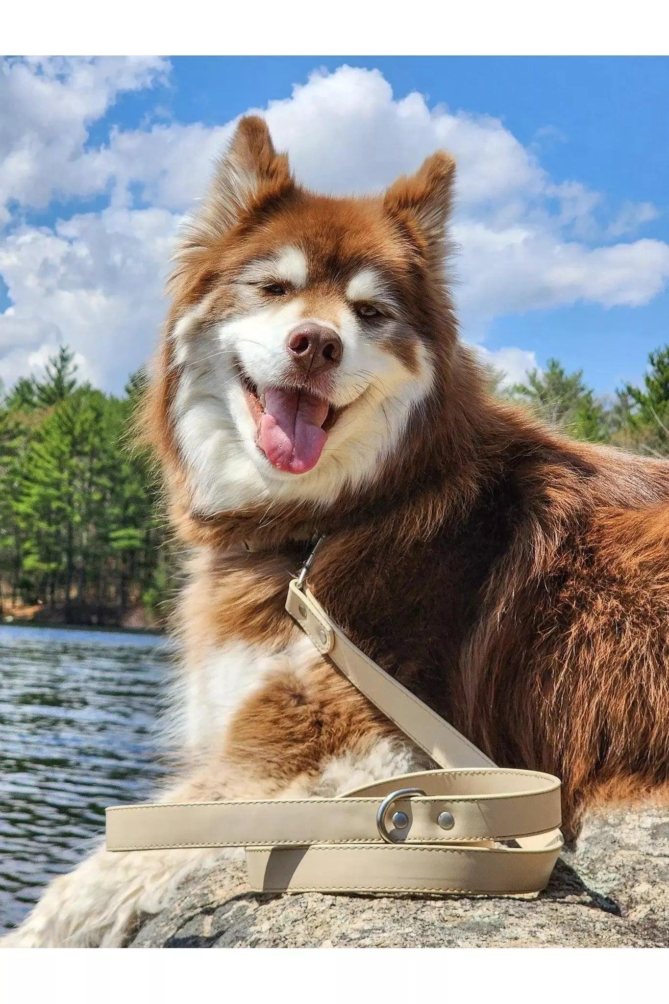 Champagne Fizz Vegan Leather Dog Leash - Tampa Home & Garden Store
