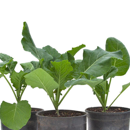 Champion Collard Green Seeds (Organic) - Tampa Home & Garden Store