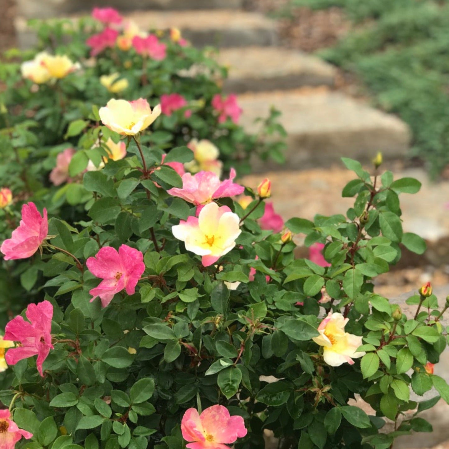 The Champion Sunblush Rose plant with pink-yellow blooms; Live Good Logistics indoor/outdoor on Tampa Home & Garden Store