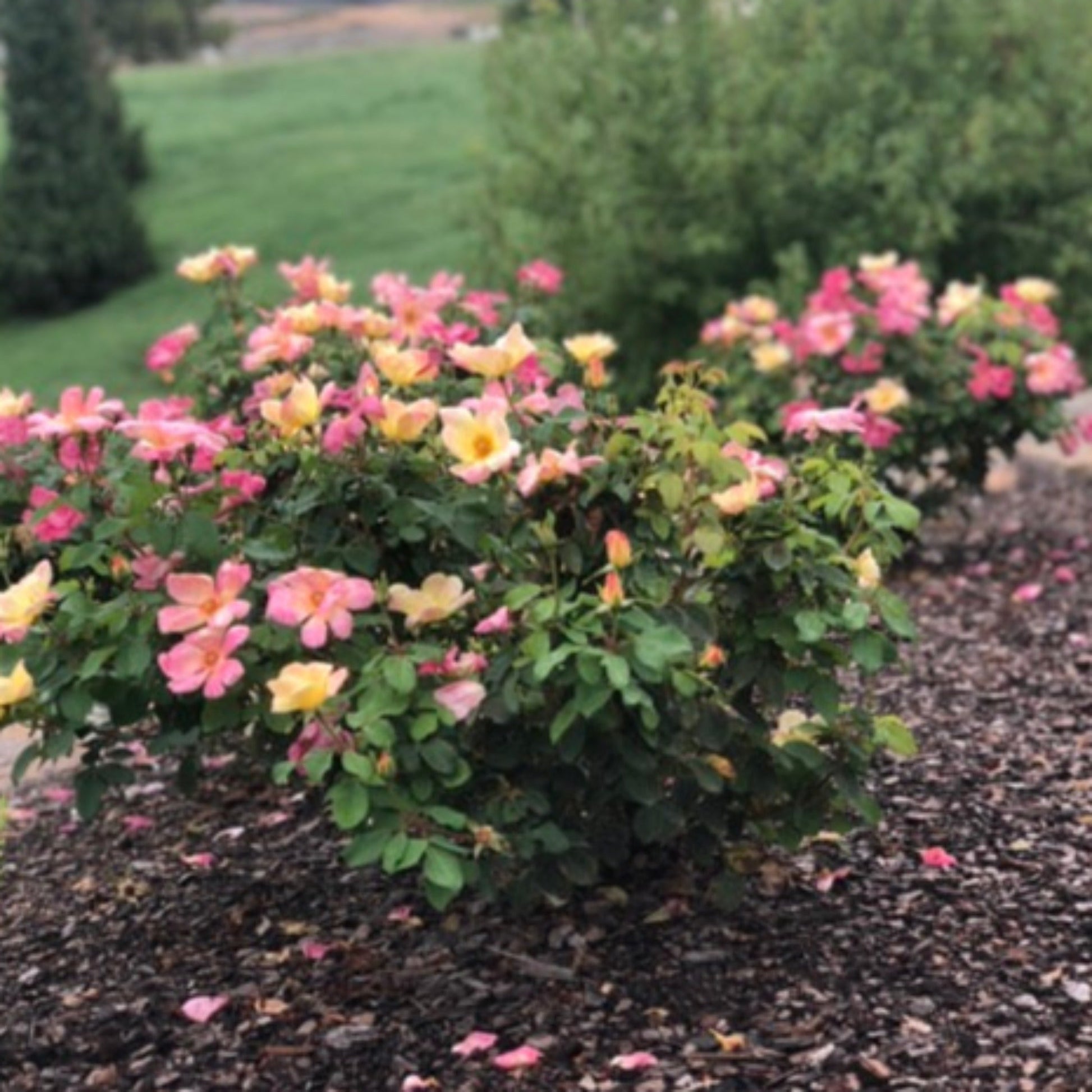 The Champion™ Sunblush Rose plant with peach-pink and yellow blooms in a garden bed on Tampa Home & Garden Store