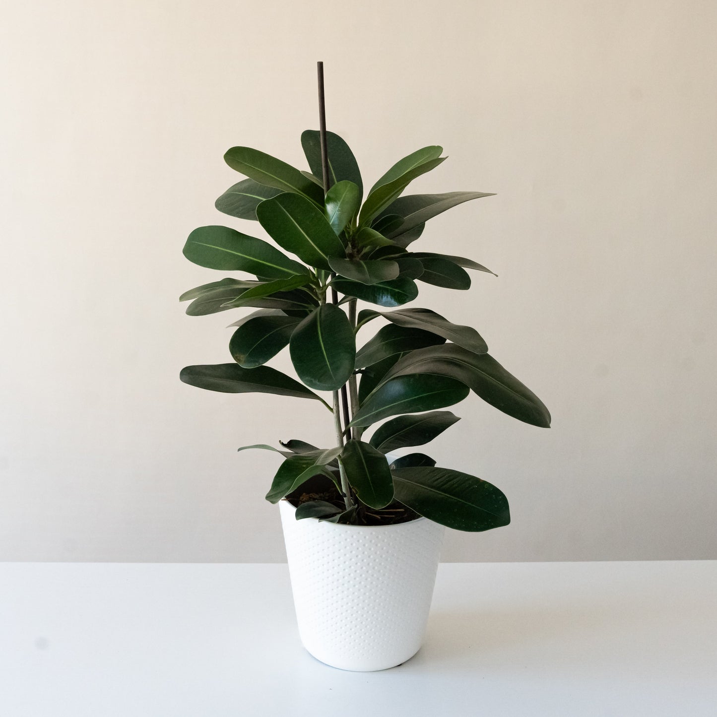 Chandelier™ Celebrate™ - Tampa Home & Garden Store