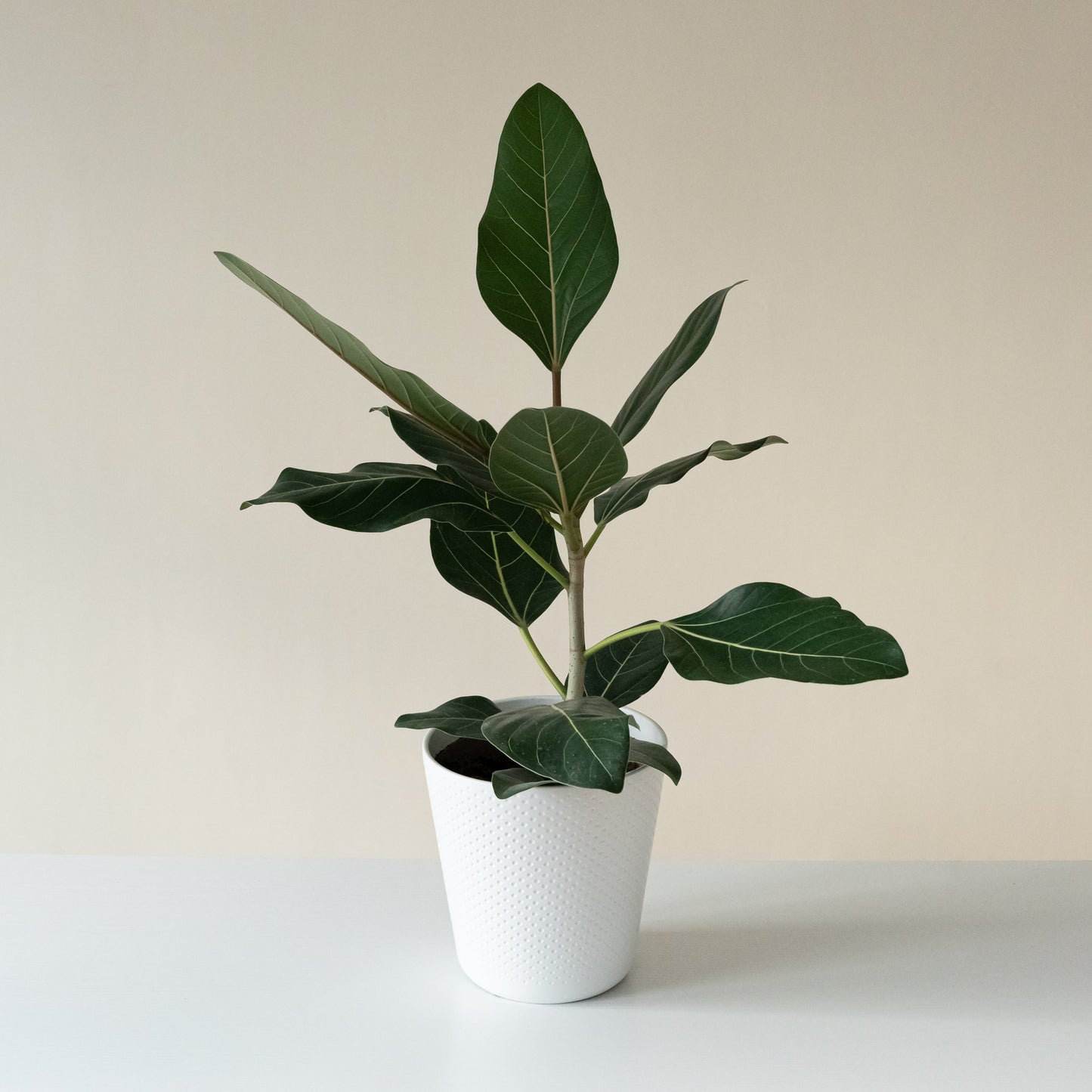 Chandelier™ Happiness™ - Tampa Home & Garden Store