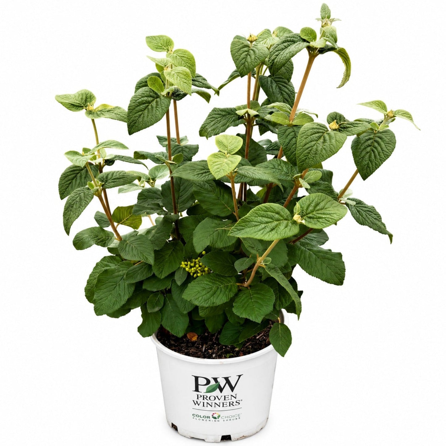 Red Balloon Viburnum plant in white Proven Winners pot with vibrant green leaves on Tampa Home & Garden Store