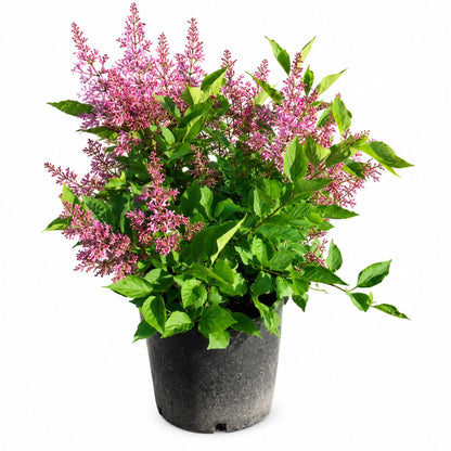 Miss Kim Lilac plant in a black pot with pink bloom clusters and green leaves on Tampa Home & Garden Store