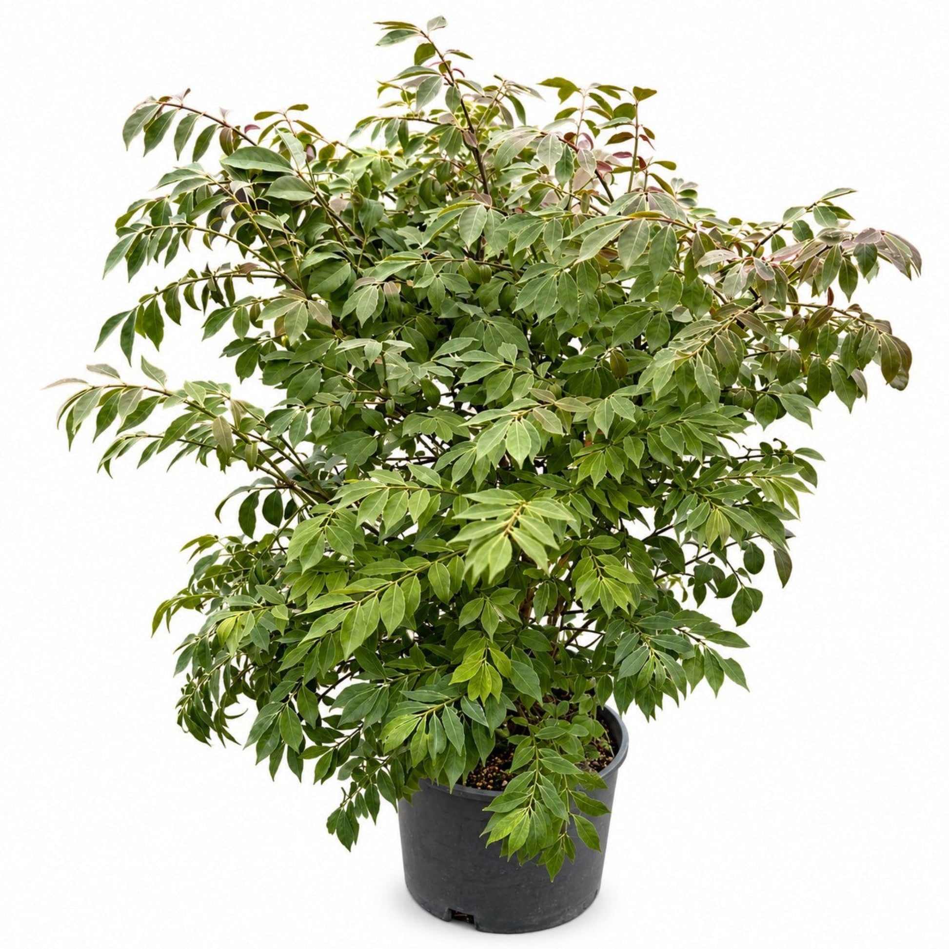 Burning Bush Compactus plant with glossy green leaves in pot Live Good Logistics on Tampa Home & Garden Store