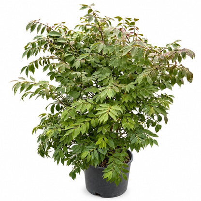 Burning Bush Compactus plant with glossy green leaves in pot Live Good Logistics on Tampa Home & Garden Store