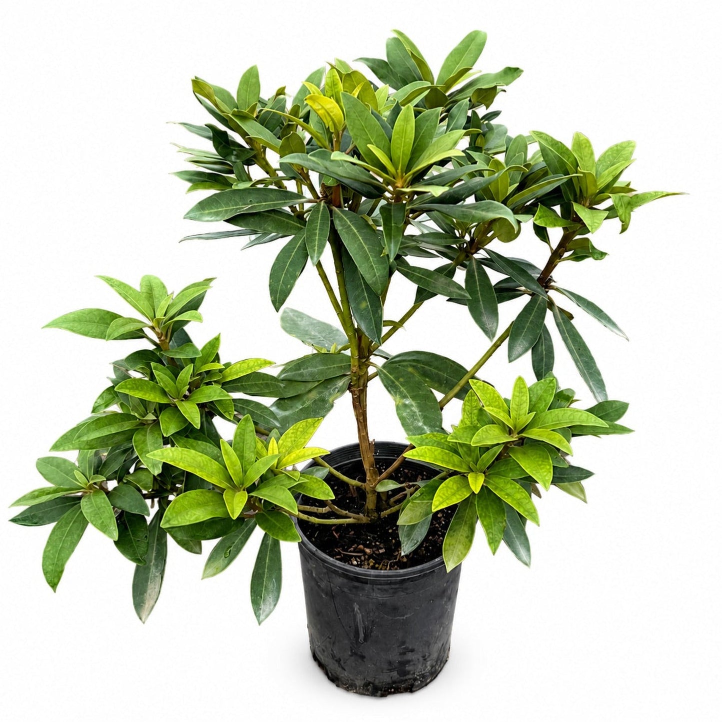 Chionoides Rhododendron plant in black pot with glossy green leaves by Live Good Logistics on Tampa Home & Garden Store