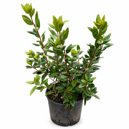 PJM Rhododendron plant with glossy dark-green leaves on red stems in a black plastic pot on Tampa Home & Garden Store
