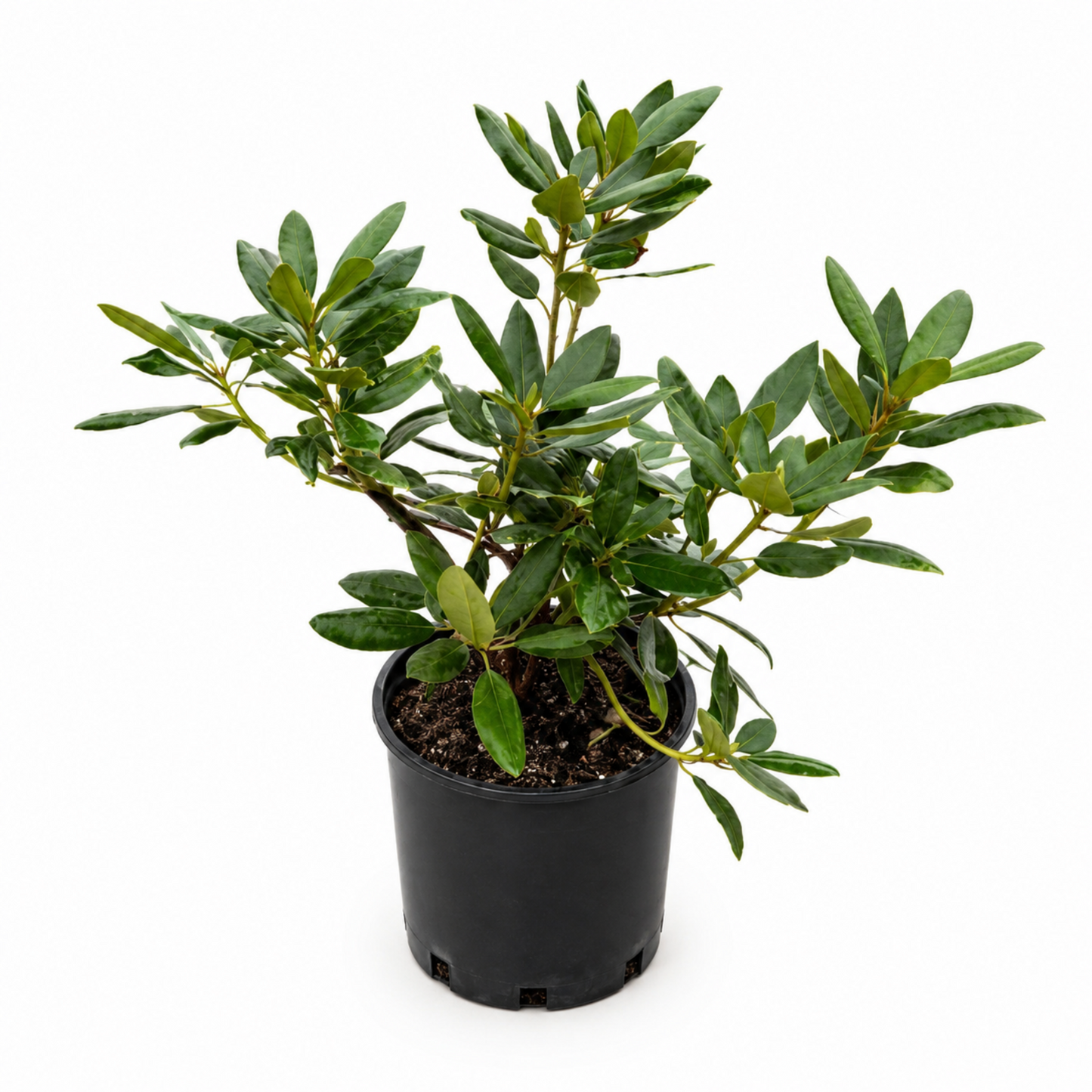 Roseum Elegans Rhododendron plant with glossy leaves in a pot by Live Good Logistics on Tampa Home & Garden Store