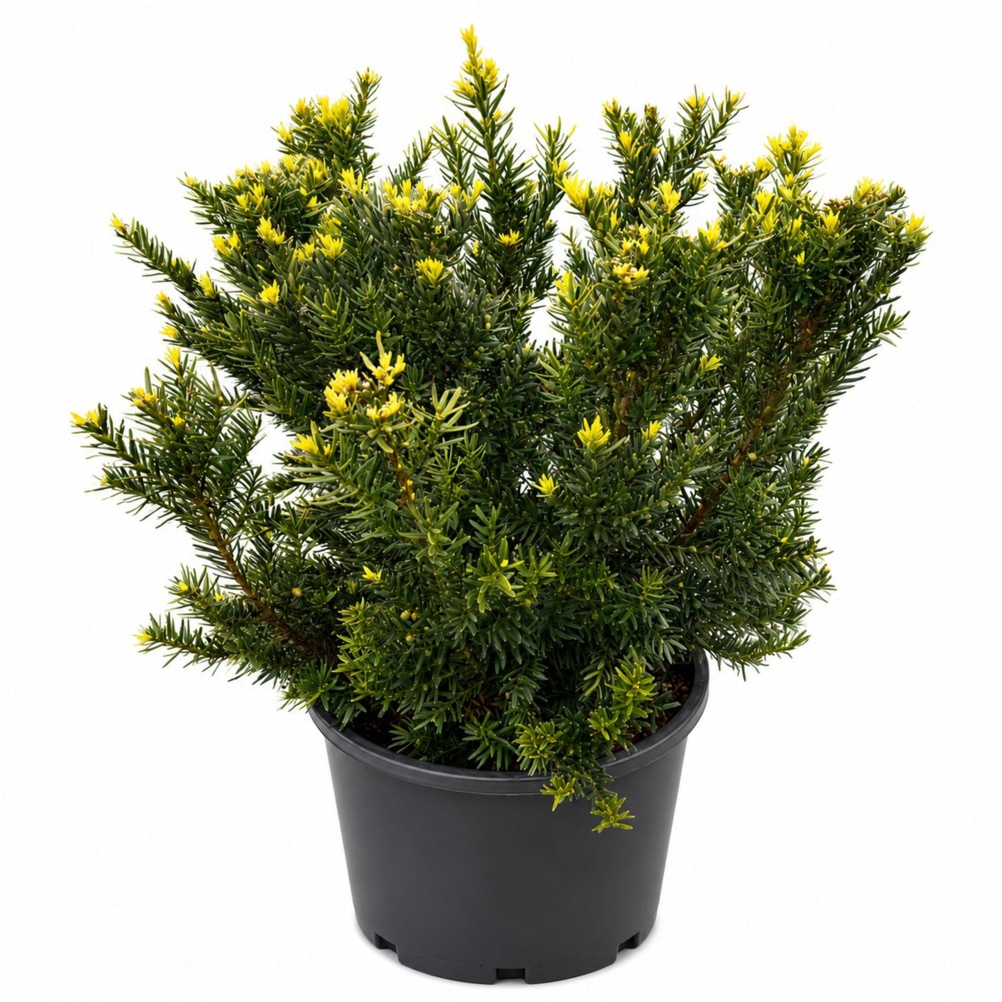 Erie Shores Yew plant in black pot with yellow-tipped needles by Live Good Logistics on Tampa Home & Garden Store