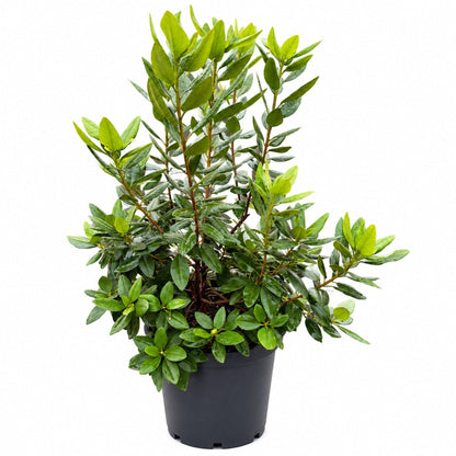 PJM Elite Rhododendron plant with glossy green leaves in black plastic pot on Tampa Home & Garden Store