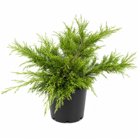 Calgary Carpet Juniper plant with dense green needle-like foliage in a black plastic pot on Tampa Home & Garden Store