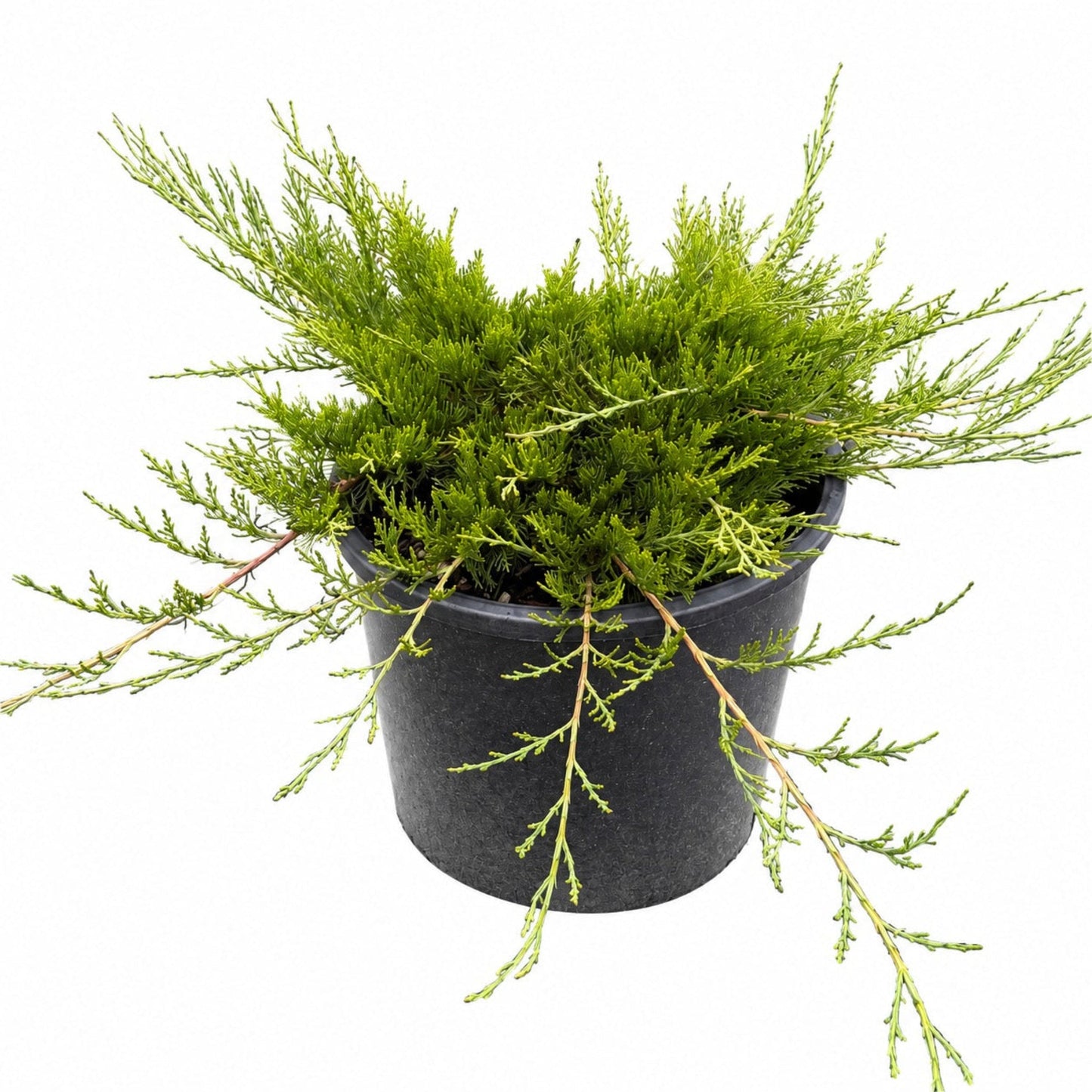 Buffalo Juniper plant with green needlelike foliage in a black pot Live Good Logistics on Tampa Home & Garden Store