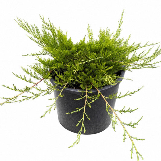 Buffalo Juniper plant with green needlelike foliage in a black pot Live Good Logistics on Tampa Home & Garden Store