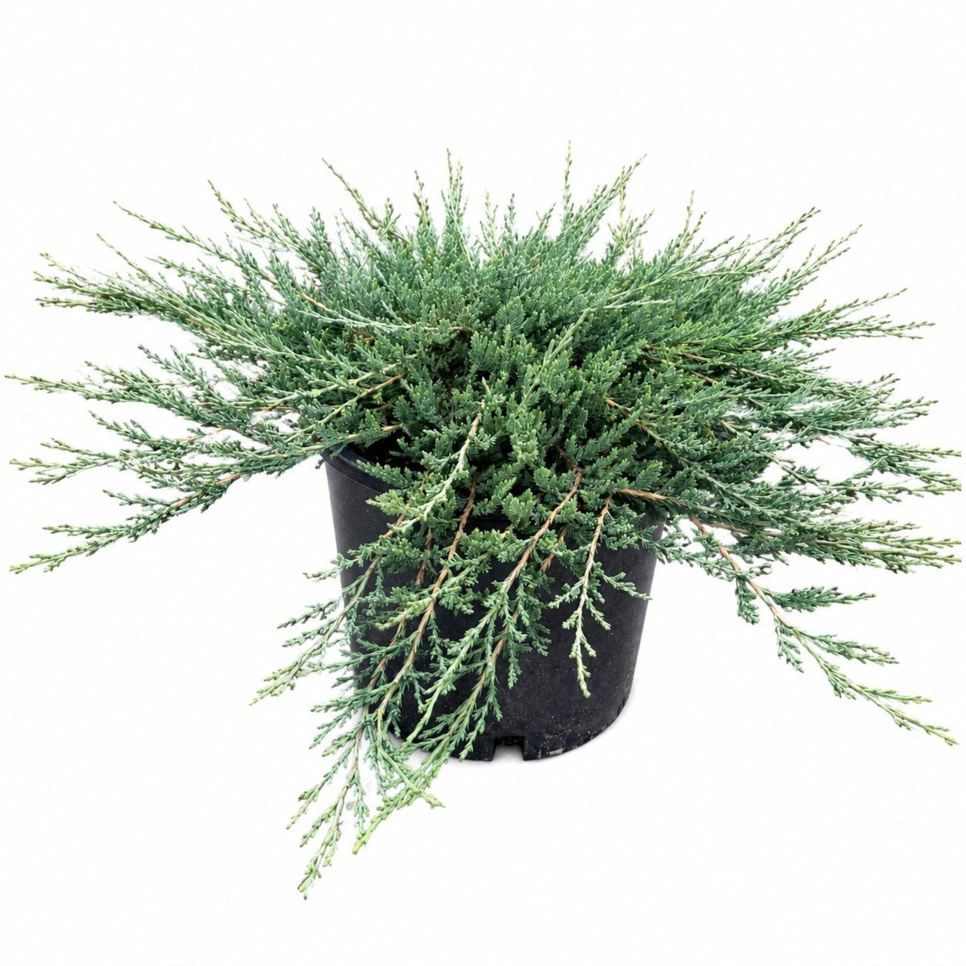 Blue Chip Juniper plant in a black pot with blue-green foliage Live Good Logistics indoor plant on Tampa Home & Garden Store