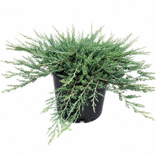Blue Chip Juniper plant in a black pot with blue-green foliage Live Good Logistics indoor plant on Tampa Home & Garden Store