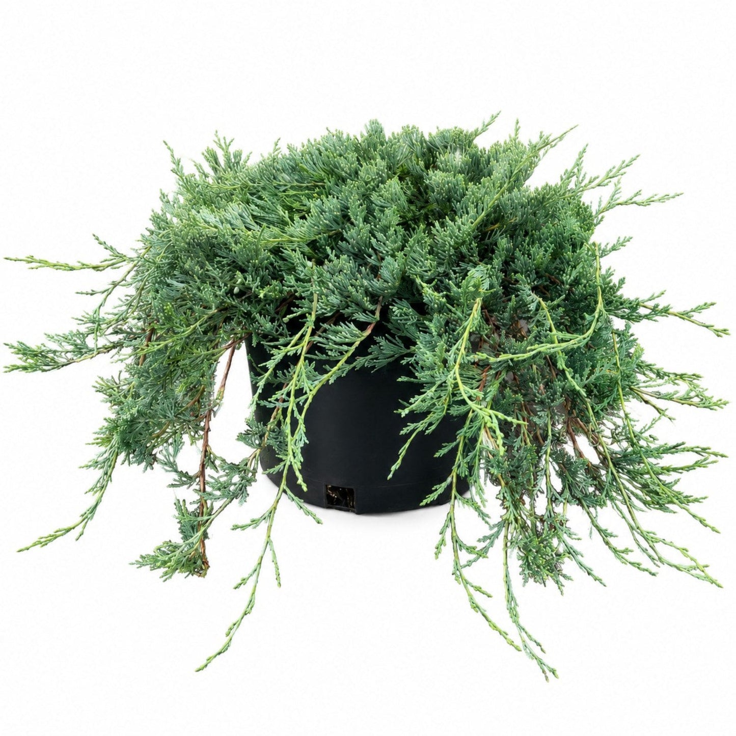 Bar Harbor Juniper plant with blue-green foliage in a black pot by Live Good Logistics on Tampa Home & Garden Store