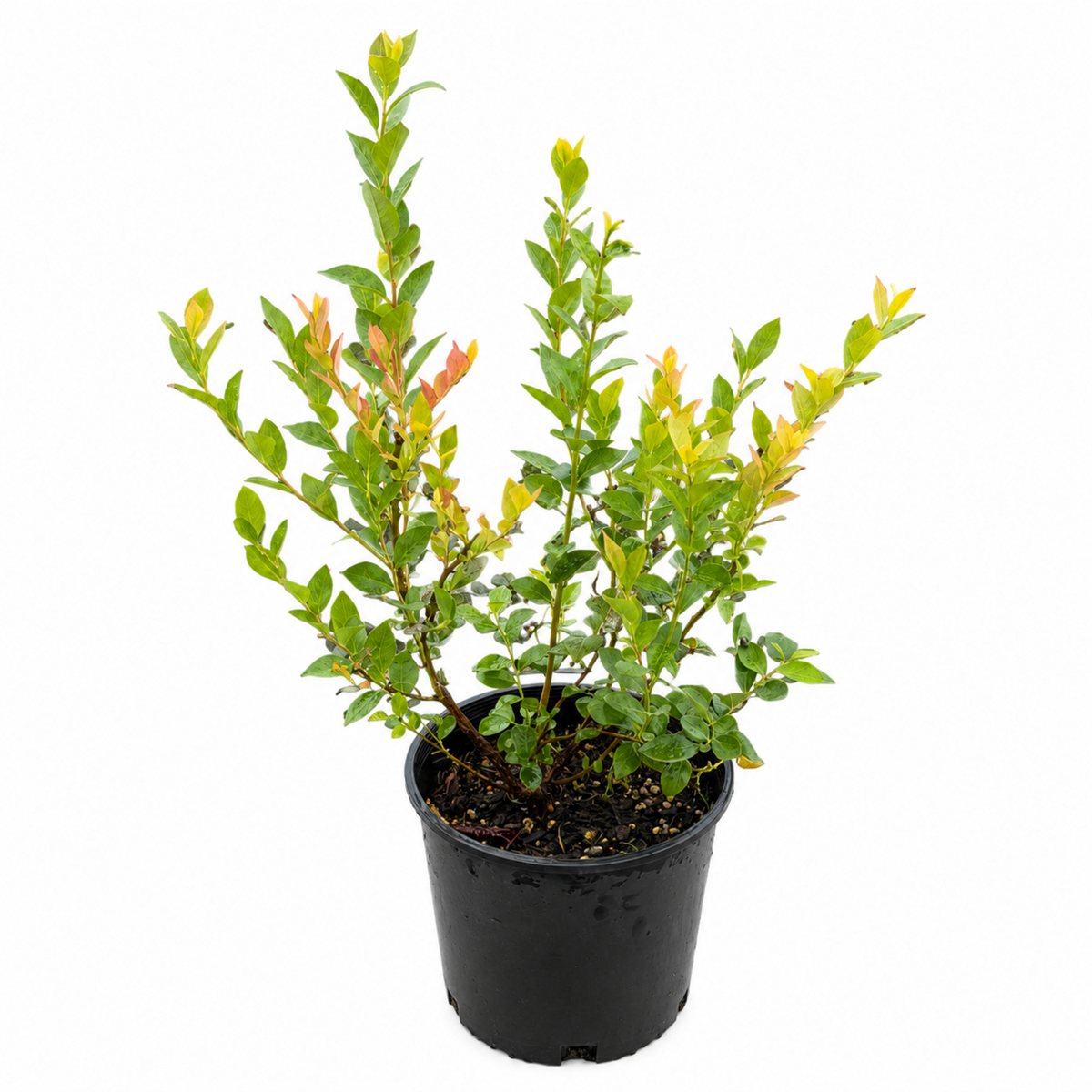 Sweetheart Blueberry plant Live Good Logistics in a black plastic pot with green foliage on Tampa Home & Garden Store