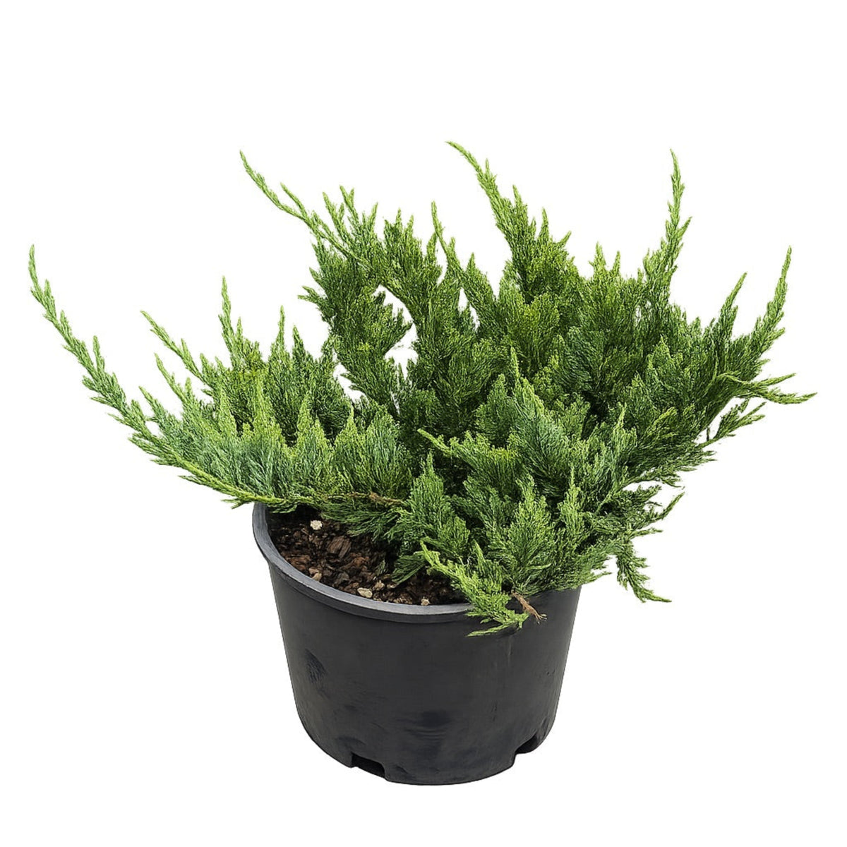 New Blue Tam Juniper plant in black pot with dense green foliage on Tampa Home & Garden Store
