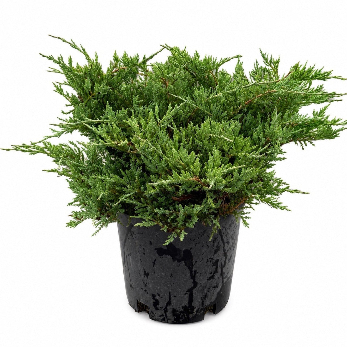 Youngstown Andorra Juniper plant by Live Good Logistics in black pot, dense green foliage on Tampa Home & Garden Store