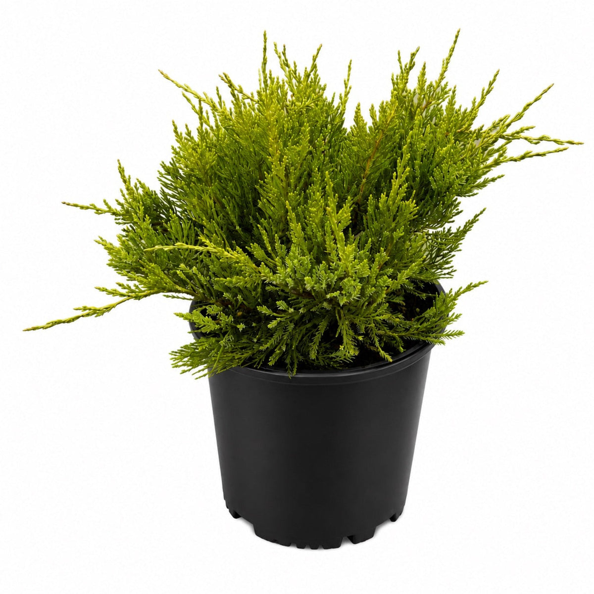Sea Green Juniper plant in black pot with needle foliage indoors outdoors Live Good Logistics on Tampa Home & Garden Store