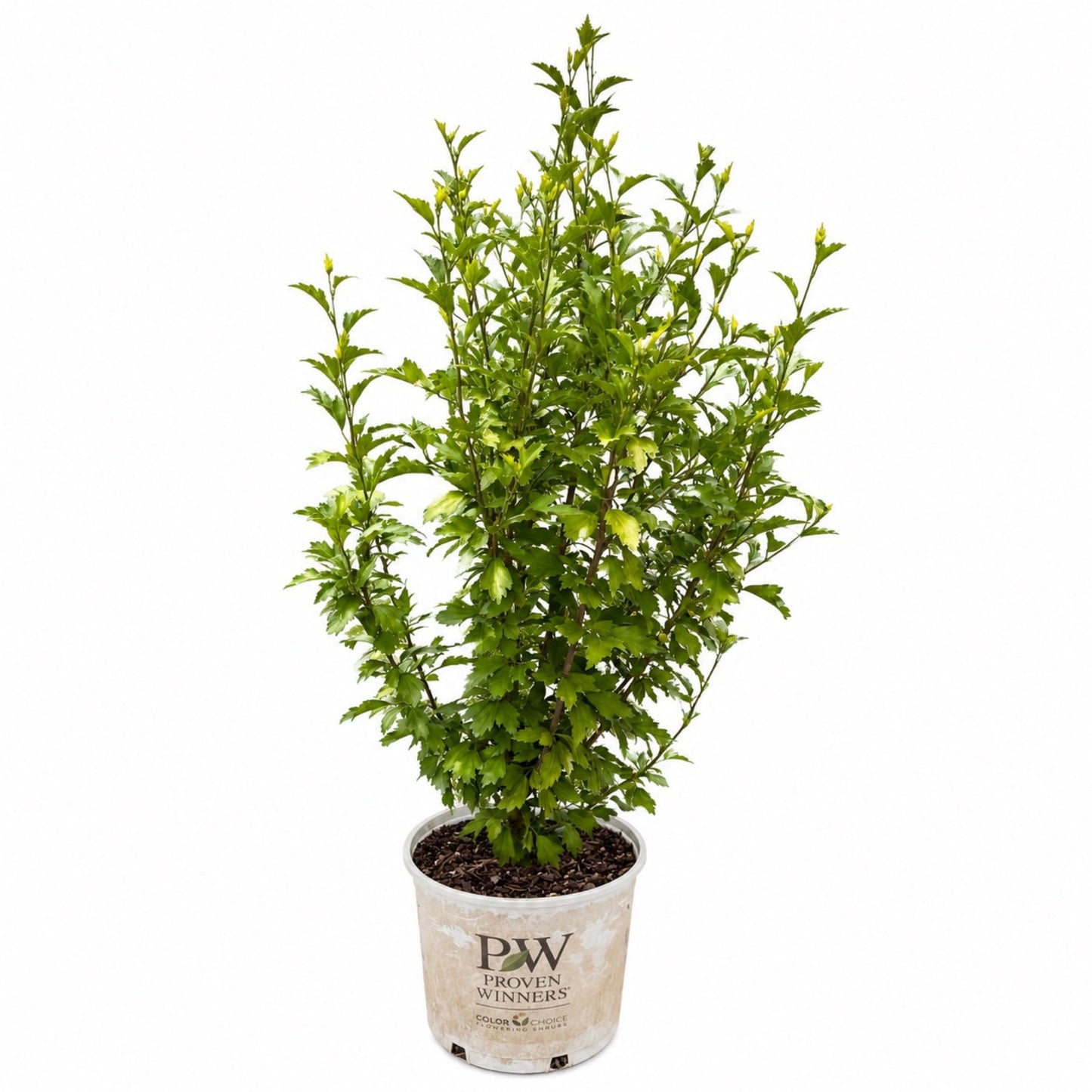 Purple Pillar Rose of Sharon plant in PW Proven Winners pot, green foliage on Tampa Home & Garden Store