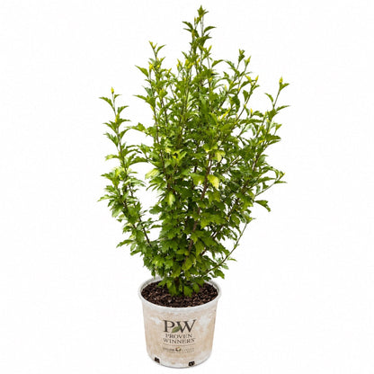 Purple Pillar Rose of Sharon plant in PW Proven Winners pot, green foliage on Tampa Home & Garden Store