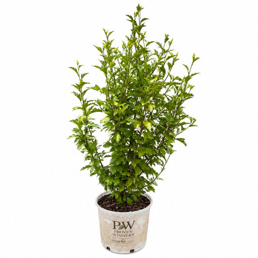 Purple Pillar Rose of Sharon plant in PW Proven Winners pot, green foliage on Tampa Home & Garden Store