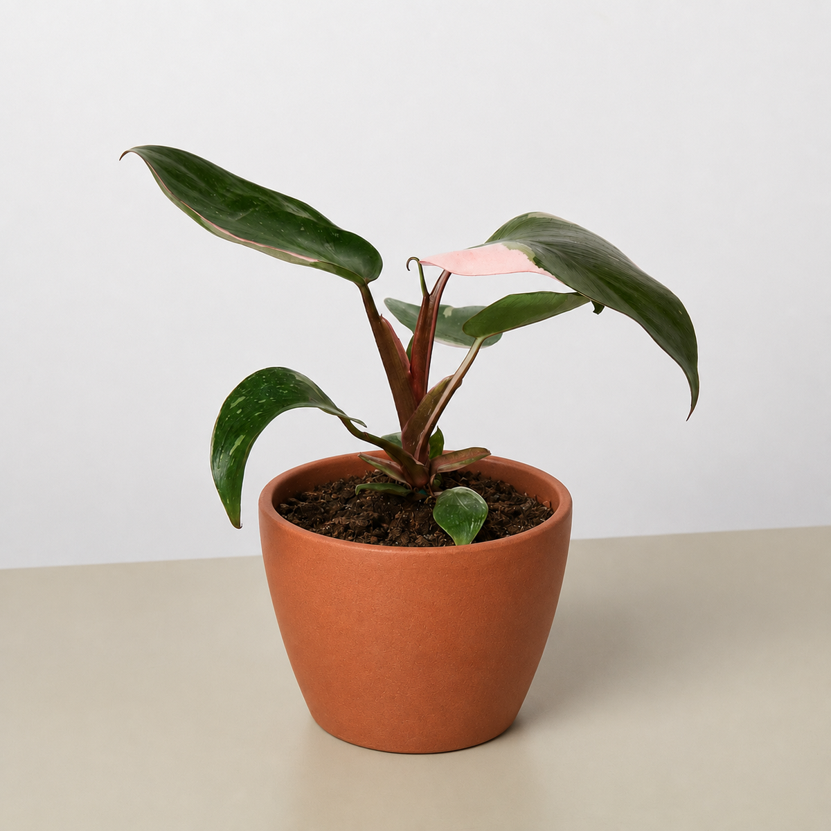 Philodendron Pink Princess plant pink variegation red stems pot House Plant Shop on Tampa Home & Garden Store