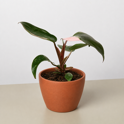 Philodendron Pink Princess plant pink variegation red stems pot House Plant Shop on Tampa Home & Garden Store