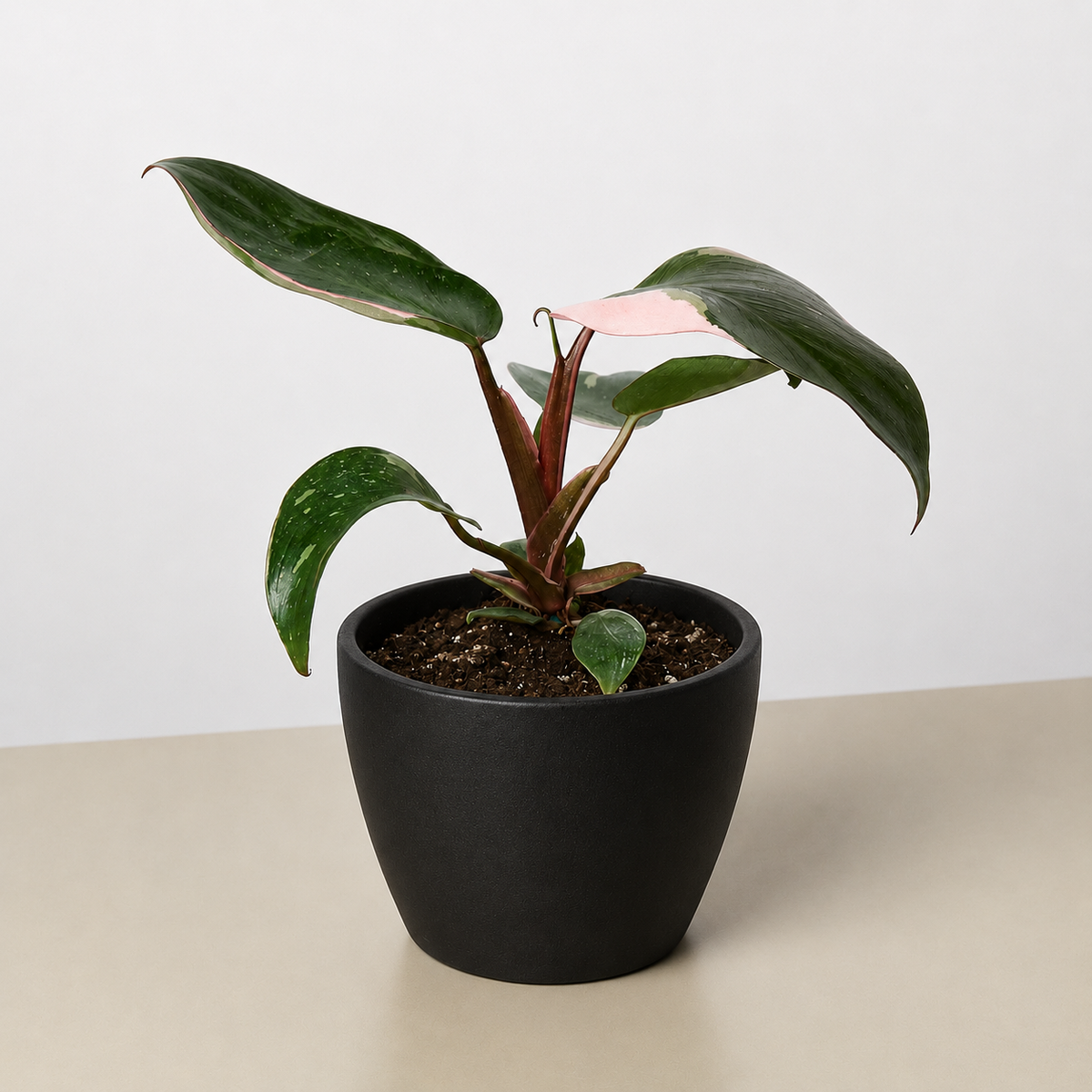 Philodendron Pink Princess plant in black pot with pink-edged leaves House Plant Shop on Tampa Home & Garden Store
